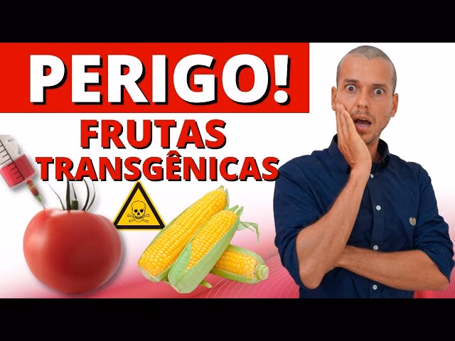 Que impacto tem na saúde o consumo de alimentos transgénicos?