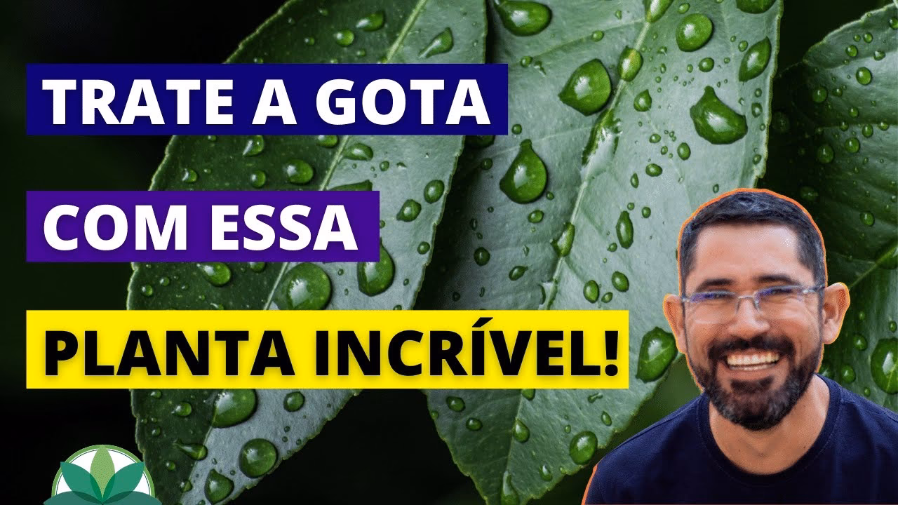 Qual o chá para baixar o ácido úrico?