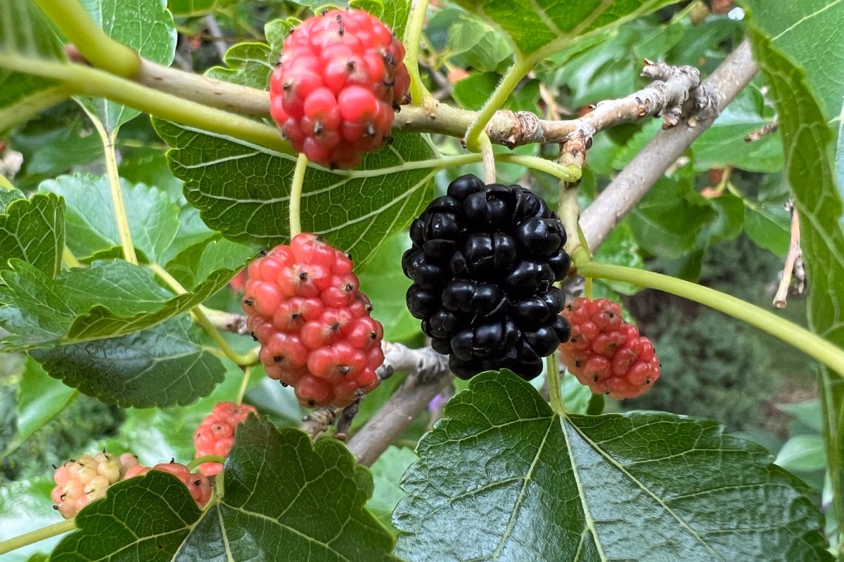 Quantas amoras se deve comer por dia?