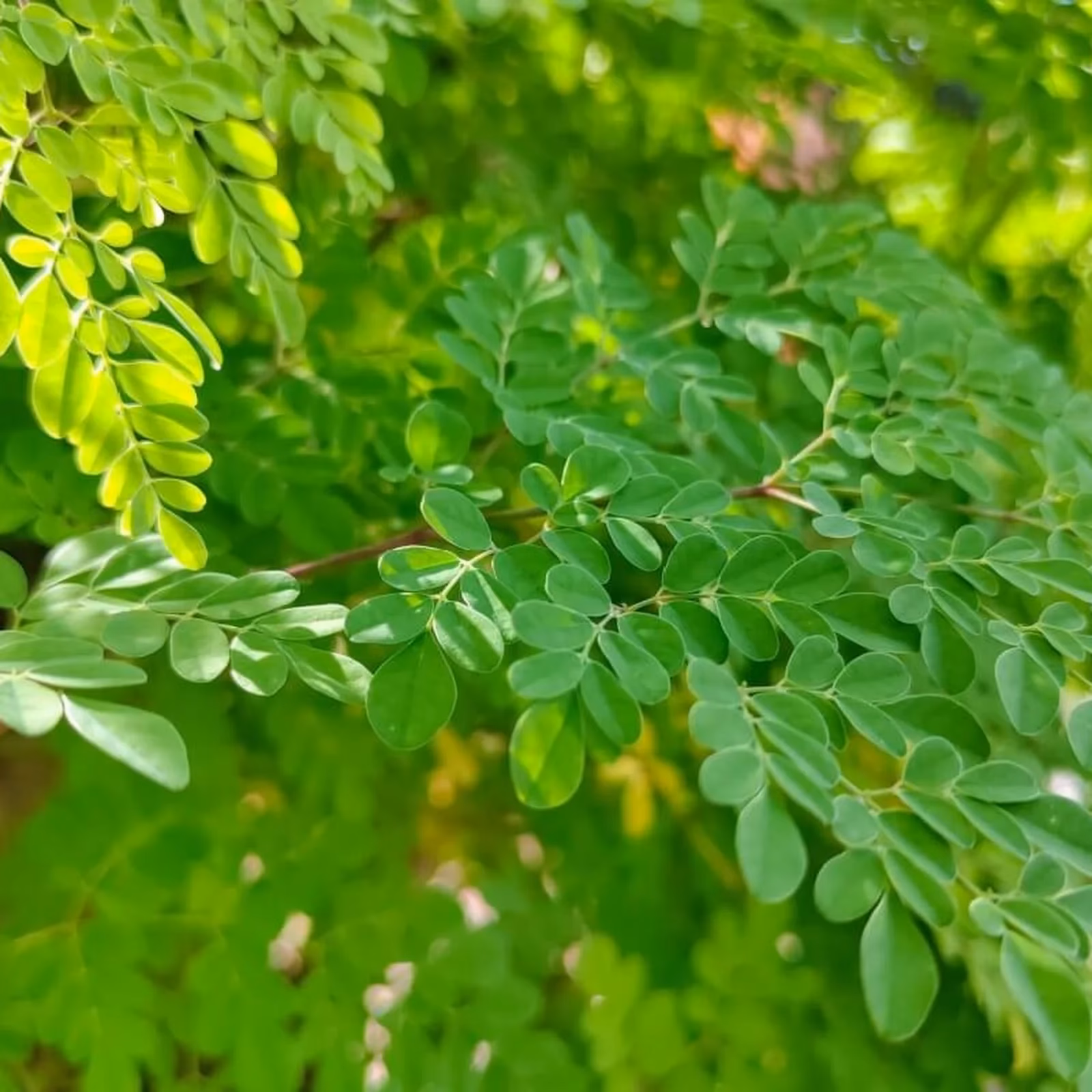 Para que serve o chá de moringa?