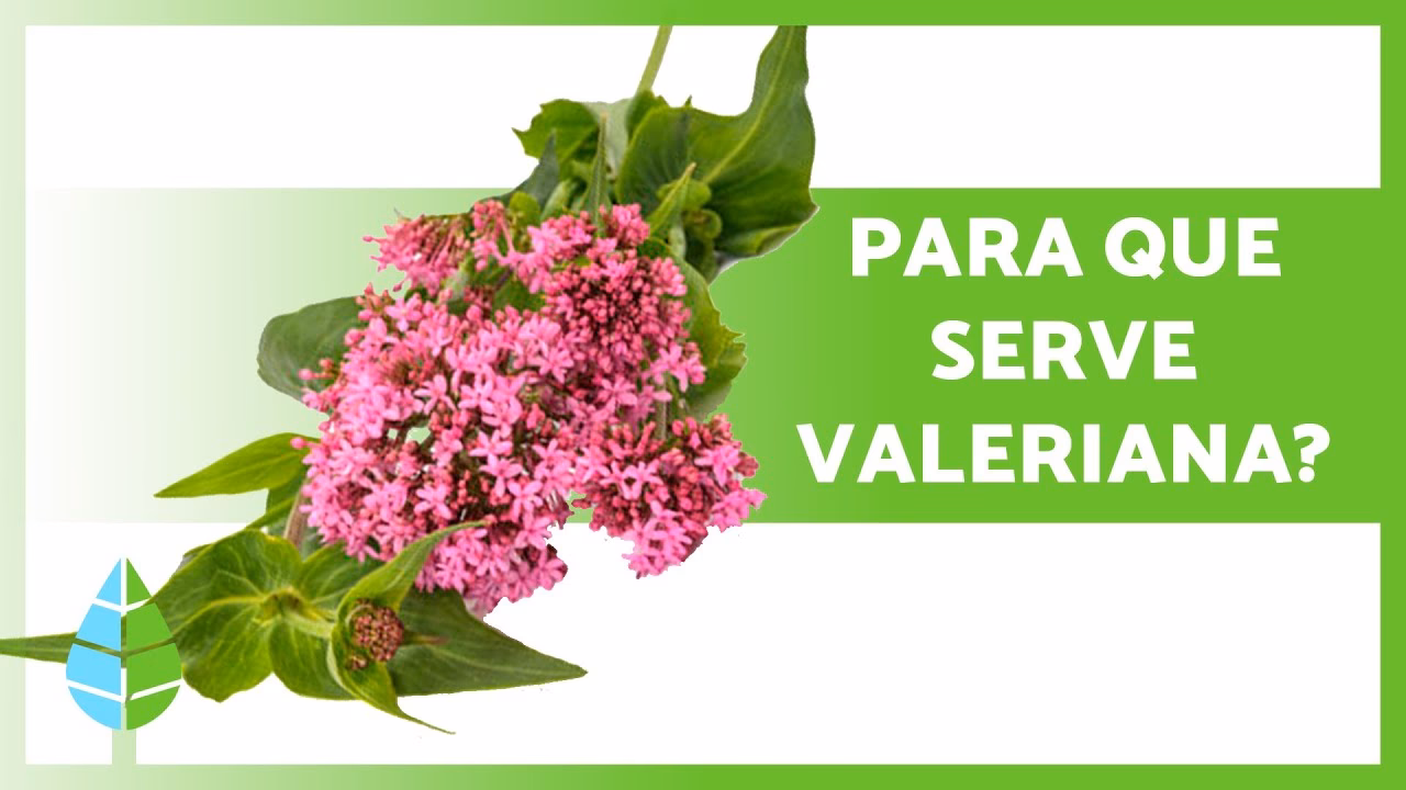 Quanto tempo demora a valeriana a fazer efeito?