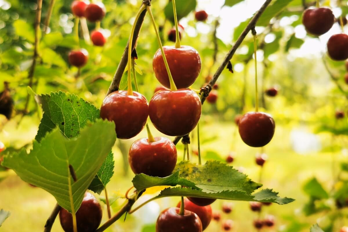 Pode-se comer cerejas à noite?