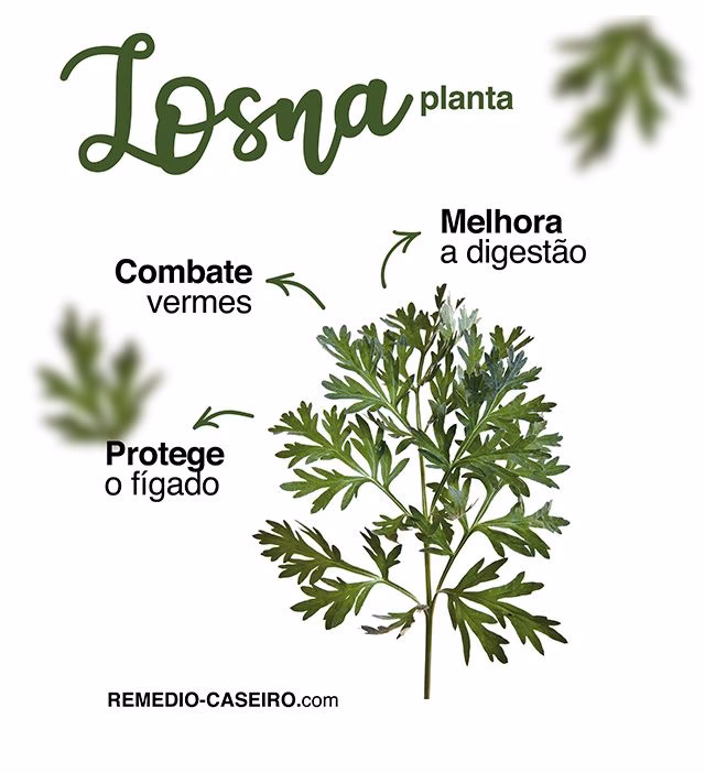 Como fazer chá de losna?