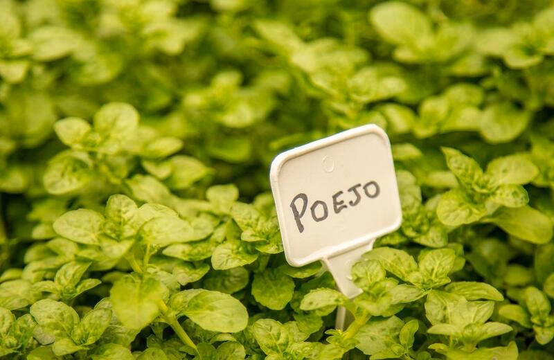 Como fazer chá de poejo?