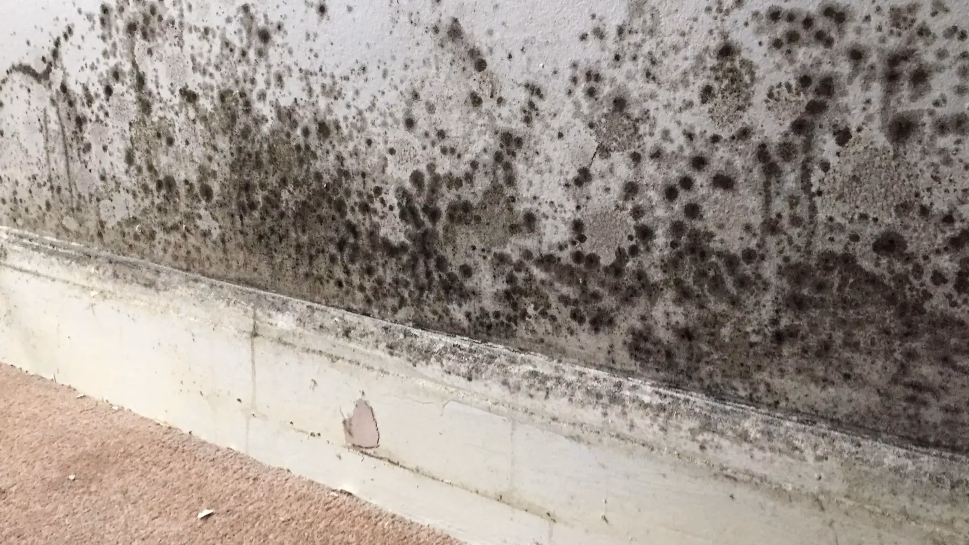 O que acontece quando comemos algo com bolor?