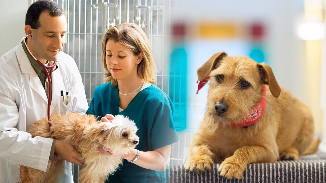 Quanto é o salário de um auxiliar de veterinário?