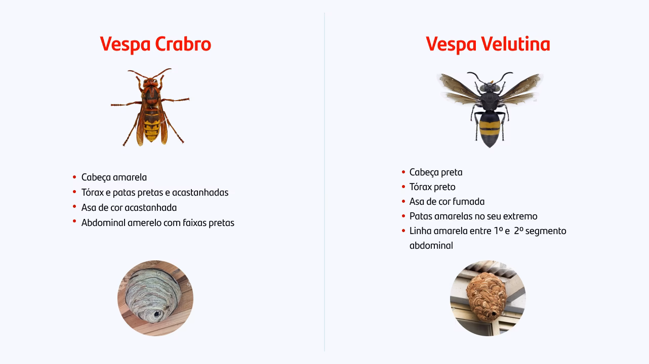 O que fazer após picada de vespa asiática?