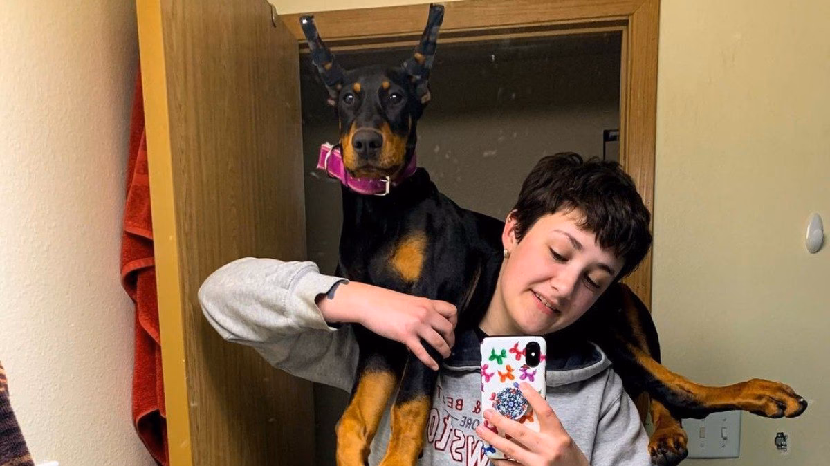 O que é preciso para ter um doberman?