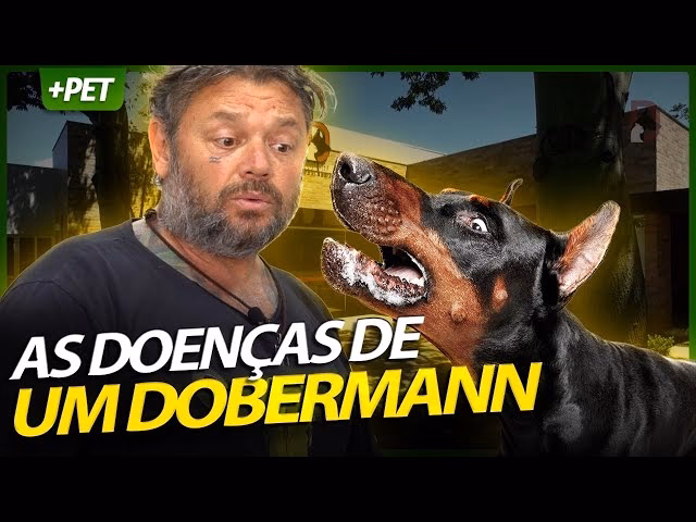 O que é preciso para ter um doberman?