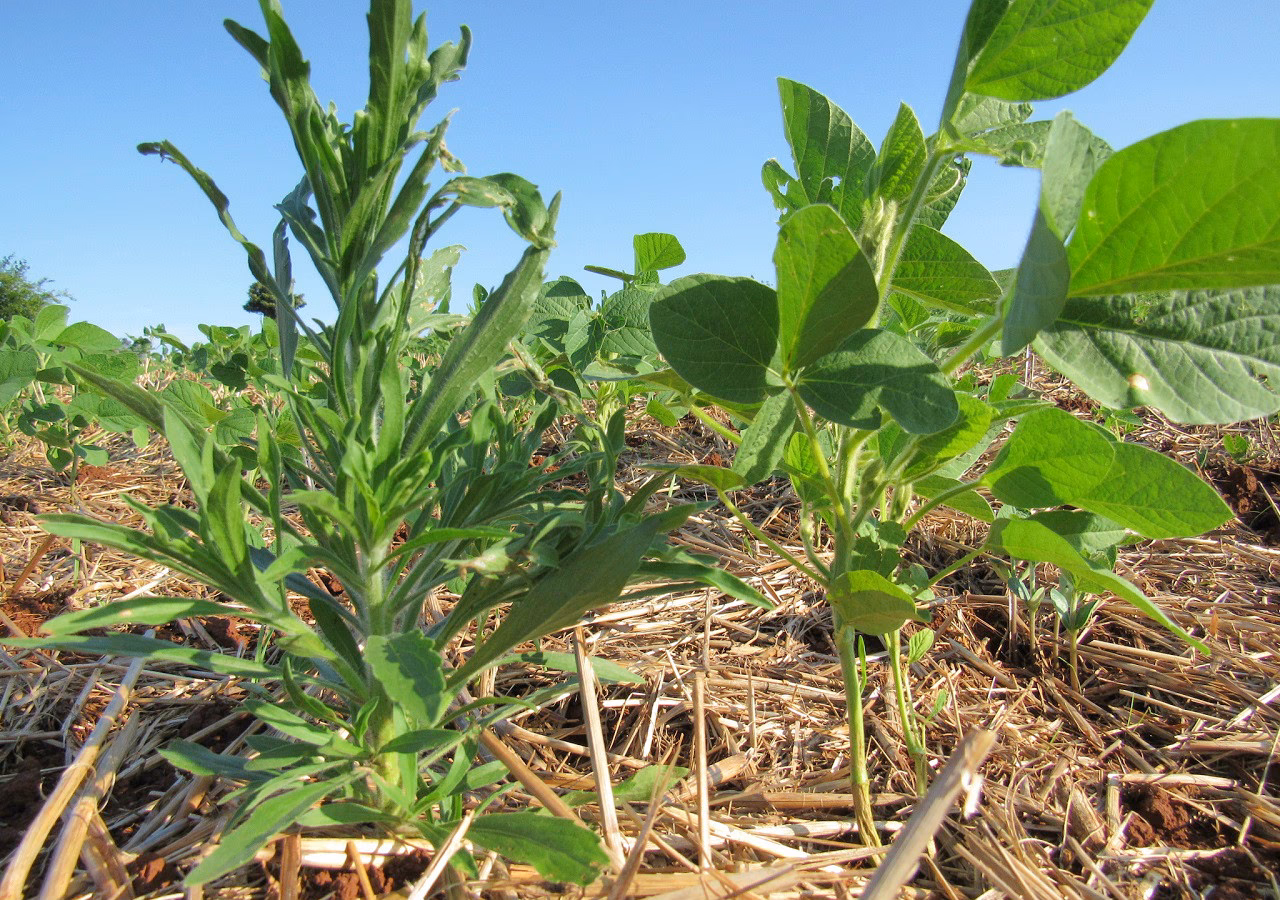 Quando é que uma planta é considerada erva daninha?