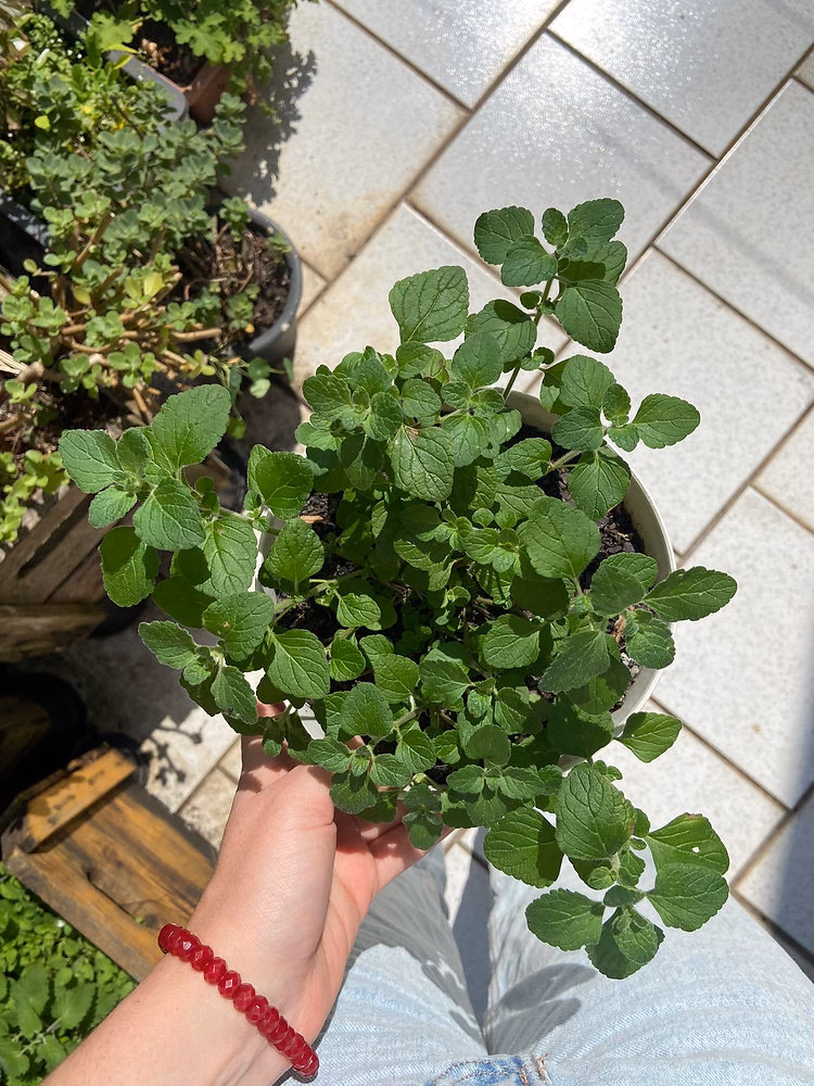 Como curtir azeitonas à moda antiga?