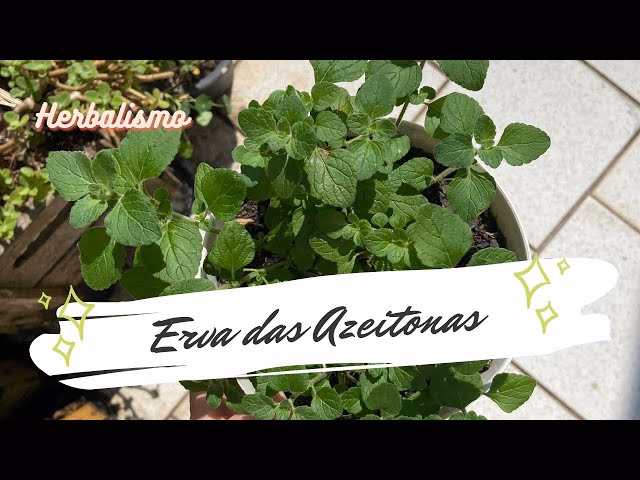 Como se chama a erva das azeitonas?