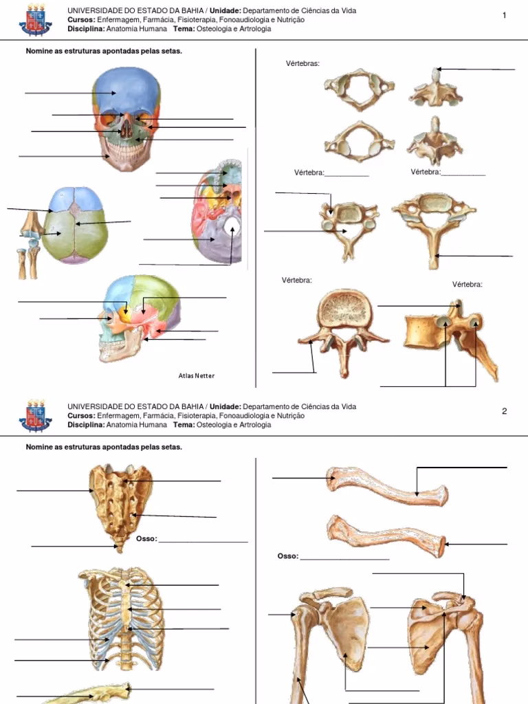 Qual é a importância da anatomia no curso de análises clínicas?