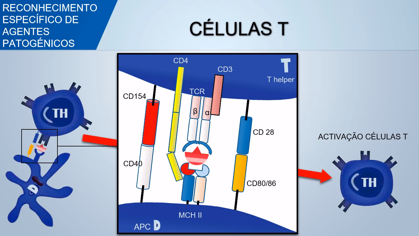 Como fazer subir os neutrófilos?