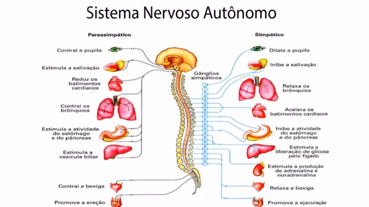 Quais são os tipos de neurotransmissor?