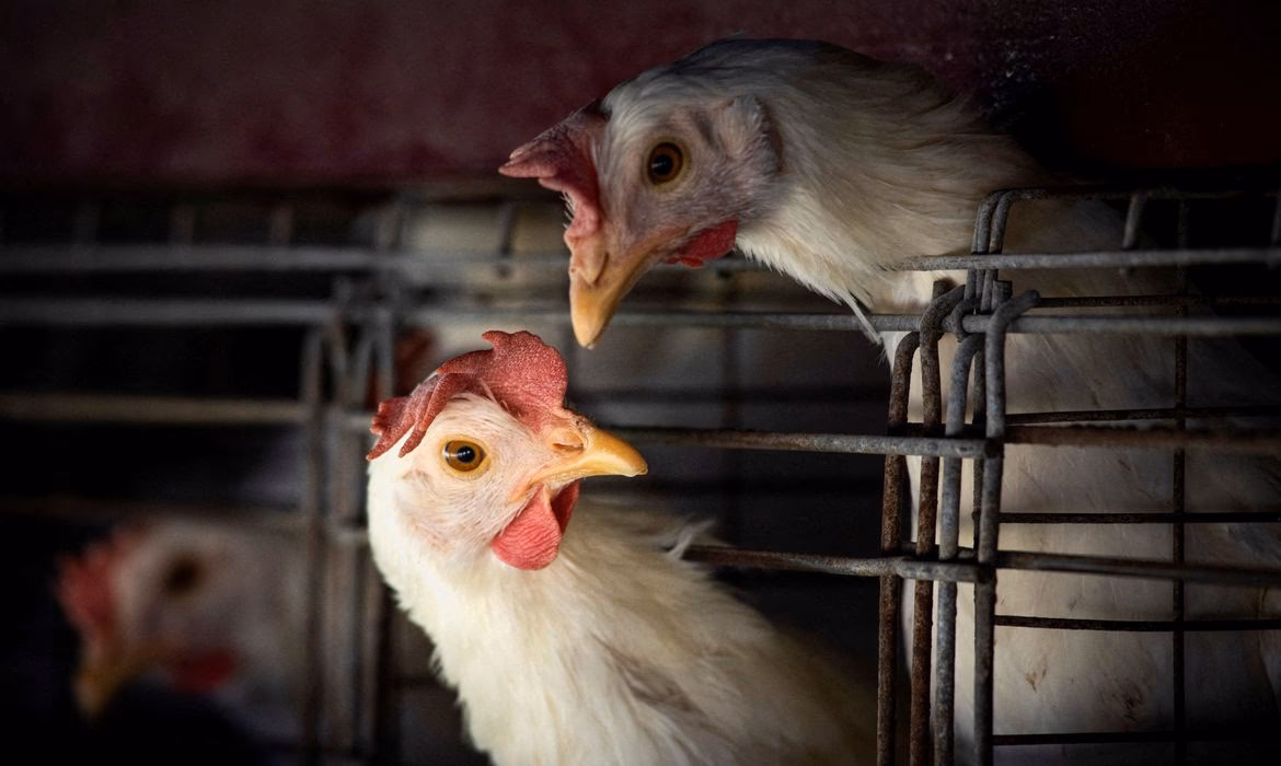 Como evitar a gripe das aves?