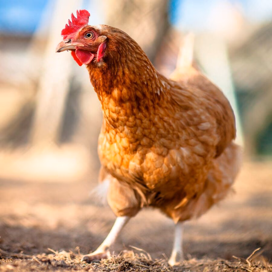 Quais são as doenças que afetam as galinhas?