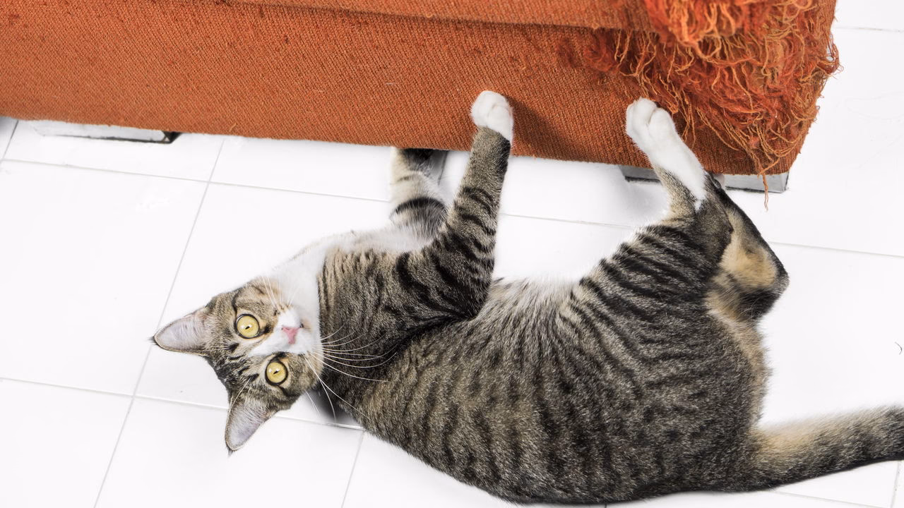 Como desinfetar arranhões de gato?