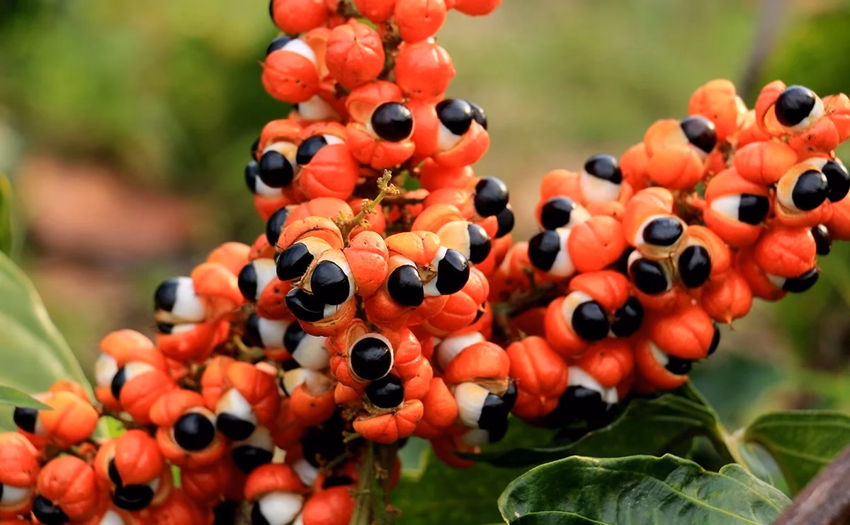 Para que serve o guaraná em pó?