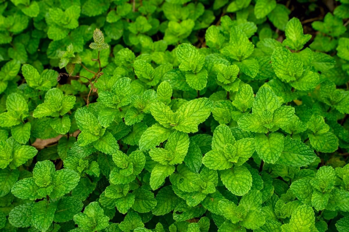 Quais são os benefícios da hortelã para a saúde?