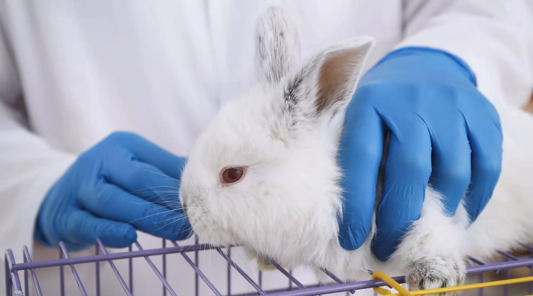 O que diz a lei sobre animais em casa?