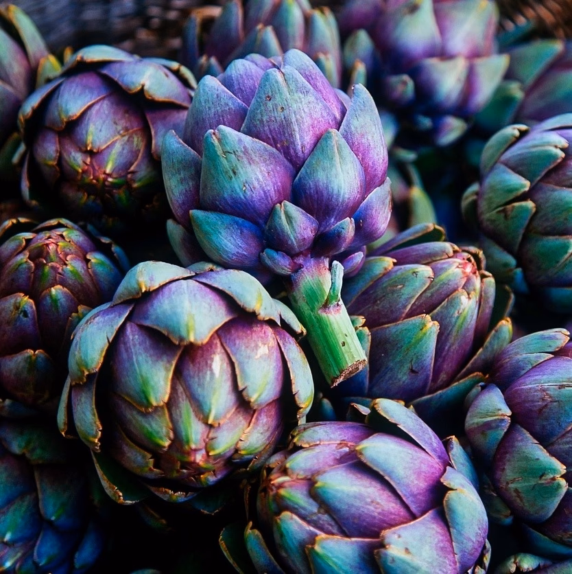 Quanto tempo se pode tomar alcachofra?