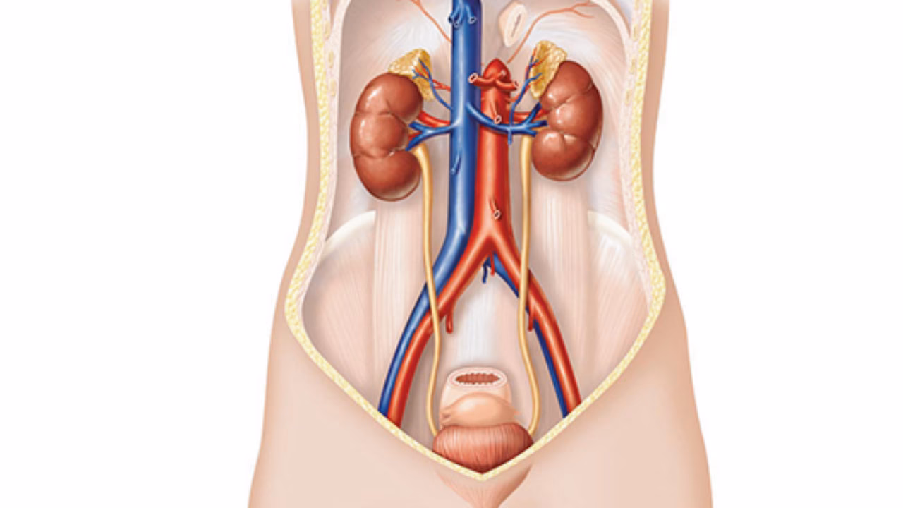 Quais são os órgãos do sistema reprodutor?
